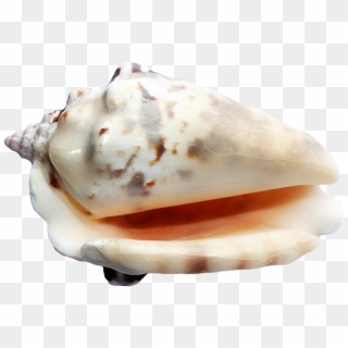 Download Ocean Sea Shell Png Transparent Image - Sea Shells Transparent Back Ground Clipart