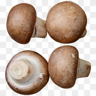 Mushrooms - Lymnaeidae Clipart