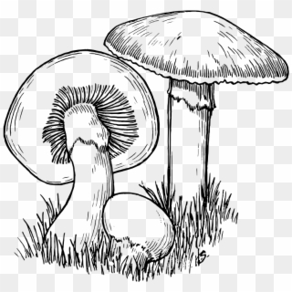 Fungi Black And White Clipart - Png Download