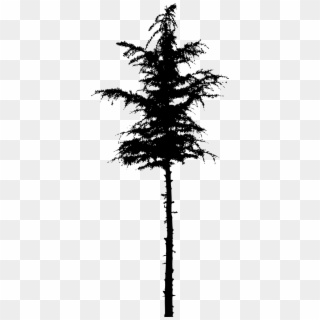 Spruce Clipart