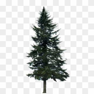 Google Search Tree Render, Tree Psd, 10 Tree, Tree - Pine Tree Png Transparent Clipart