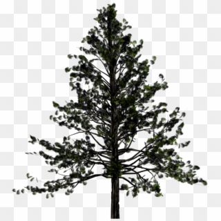 Download Fir-tree Png Images Transparent Gallery - Transparent Background Pine Tree Clipart