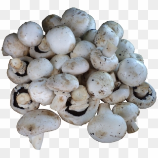 1) Mushrooms (button / Milky / Oyster / Shitake) - Champignon Mushroom Clipart