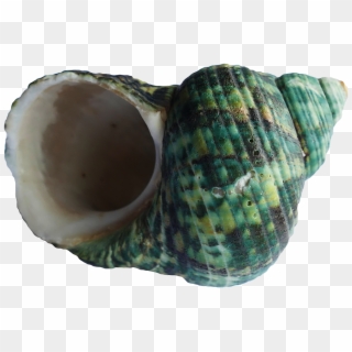 Sea Ocean Shell Png Image - Shell Clipart