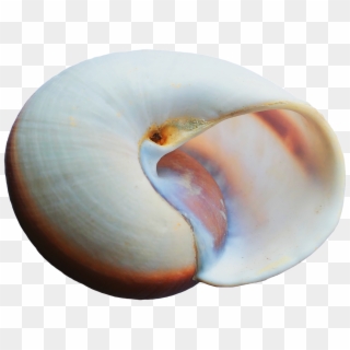 Sea Ocean Shell Png Image - Portable Network Graphics Clipart
