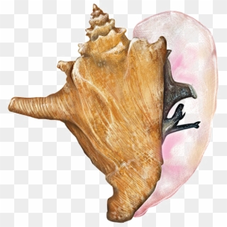 Conch Shell Free Png Image - Conch Clipart