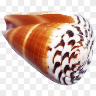 Free Png Download Ocean Sea Shell Png Images Background - Shell Clipart