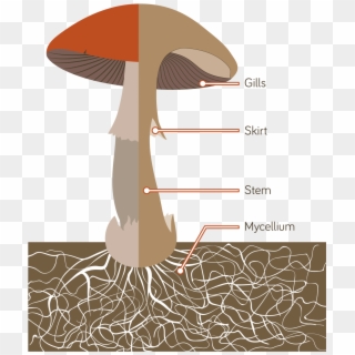The Mushrooms We Eat Are The Fruiting Bodies Of A Giant Clipart