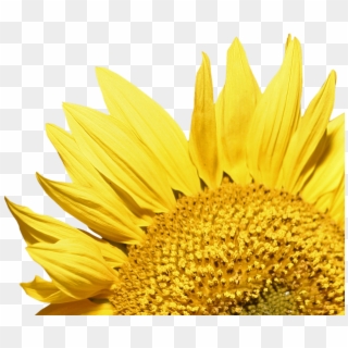 Sunflower Corner - Girasoles Png Clipart