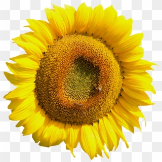 Yellow Sunflower Flower Png Image - Sunflower Tire Cover Back Up Camera Clipart