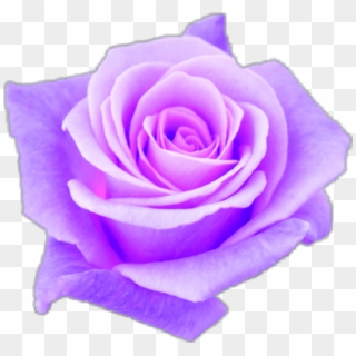 Purple Sticker - Роза Мисс Пигги Clipart