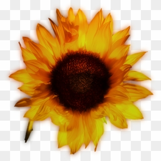 Common Yellow Beautiful Transprent Png Free Download - Sunflower Clipart