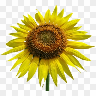 Free Sunflower Flower Png Image Peoplepng Com - Common Sunflower Clipart