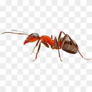 Fire-ant - Fire Ant Clipart
