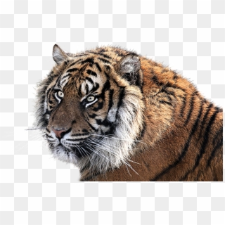 White Tiger Clipart Harimau - Tiger Pic Eraser Background - Png Download