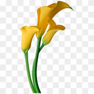 Yellow Calla Lily Flower Png Clipart