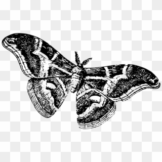 Medium Image - Black And White Moth Drawing Clipart