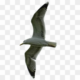 Pictures - Laughing Gull Clipart