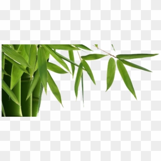 Bamboo Is Elegant, Modern With Many Benefits Inside Clipart
