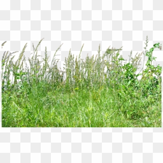 Free Png Download Tall Grass Grass Png Images Background - Tall Green Grass Png Clipart