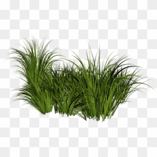 Free Png Download Tall Grass Transparent Background - Transparent Grass Png Clipart