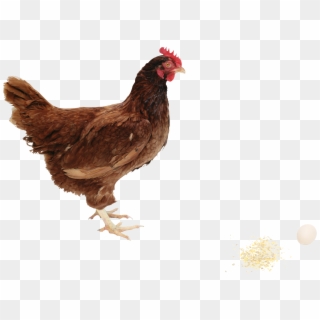 Chicken Png Image - Hen Png Clipart