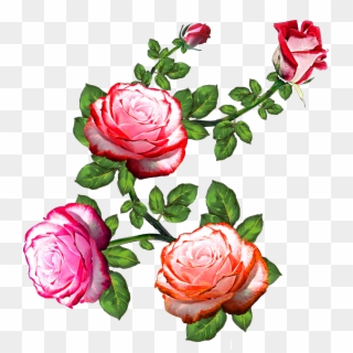 Vector,flower,vector Art,flower Vector,vector Flower - Flower Rose Clipart