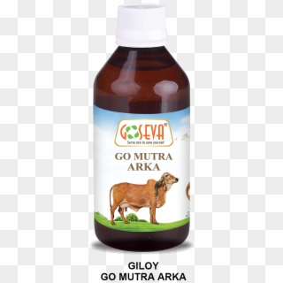 Goseva Giloy Go Mutra Arka - Can Garlic Cure Syphills Clipart