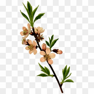 Almond Tree Picture Freeuse Stock - Almond Flower Clip Art - Png Download