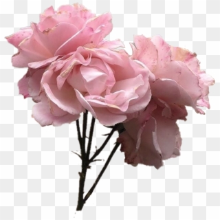 Vintage Pink Rose Flower Tumblr Pinkflower Pinkrose - Vintage Pink Flowers Clipart