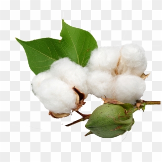 Cotton Png Clipart