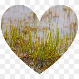 Fht - Grass Clipart