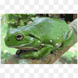 This Free Icons Png Design Of Magnificent Tree Frog - Australian Green Tree Frog Clipart