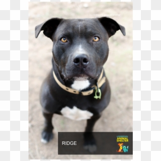 Donate To Petrescue - Dog Catches Something Clipart