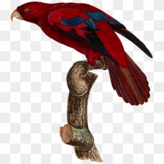 Parrot Beak Macaw Bird Feather - Red Lory Clipart