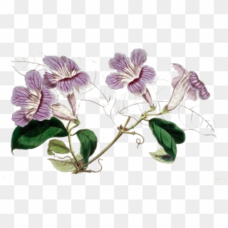 Violet - Cattleya Clipart