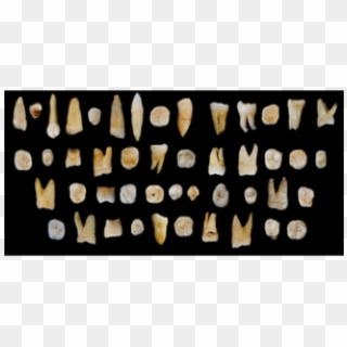 Can 100,000 Year Old Teeth Change Human History - Life Of Earliest People Clipart
