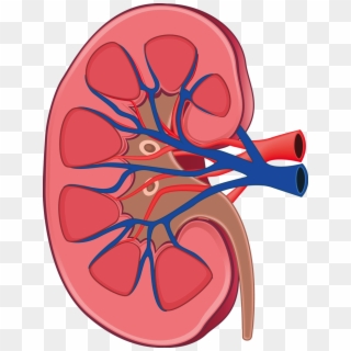 Kidney Png Clipart