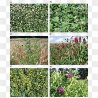 Legume Species Suitable For Green Manures - Tulip Clipart