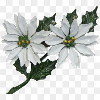 Double White Poinsettia Christmas Brooch - African Daisy Clipart