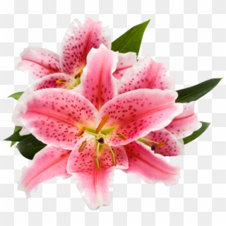 Ecoscents Stargazer Lily Wax Melts , Pink (2298x2298), - Stargazer Png Clipart