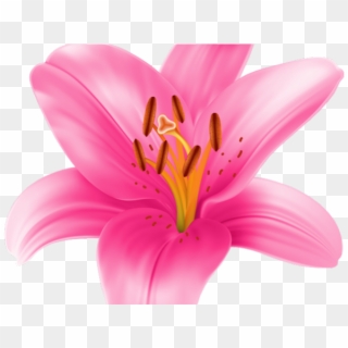 Stargazer Lily Cliparts - Pink Lily Flower Clipart - Png Download