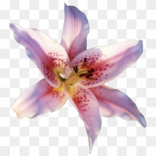 Part 1 Of - Lily Flower Gif Png Clipart