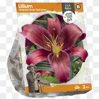 222450 Lilium Oriental Gran Tourismo Per 2 - Saffron Crocus Clipart