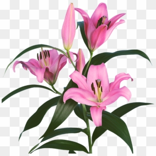 Our Product Portfolio - Oriental Lily Pink Palace Clipart