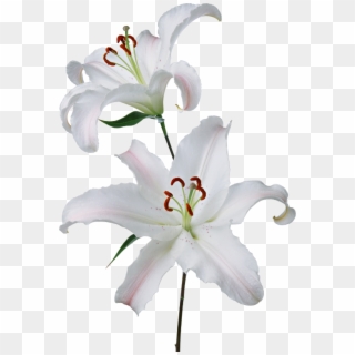 White Lilies - White Lilies Png Transparent Clipart
