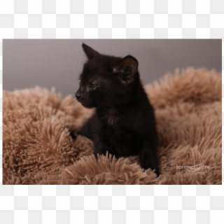 Photo Of Jackson Storm Nc689 - Black Cat Clipart