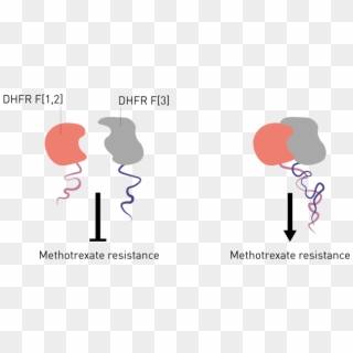 Protein Fragment Complementation Assays Used To Visualise Clipart