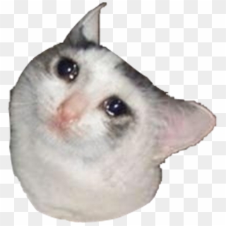 Sad Crying Cat Meme - Have Nothing To Live For Meme Clipart