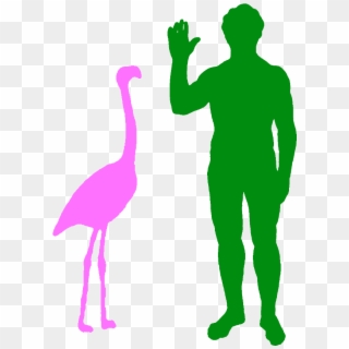 A Typical Greater Flamingo And A Human - Size Of A Flamingo Clipart